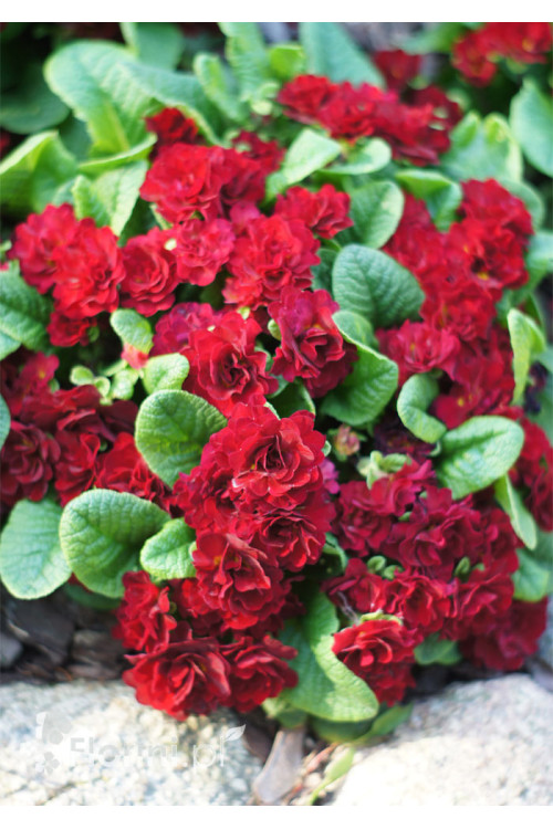 Pierwiosnek 'Belarina® Valentine' | Primula