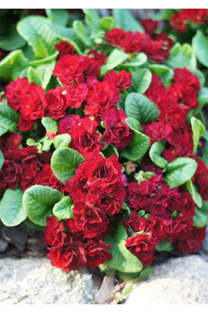 Pierwiosnek 'Belarina® Valentine' | Primula