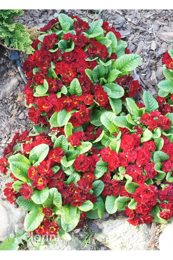 Pierwiosnek 'Belarina® Valentine' | Primula