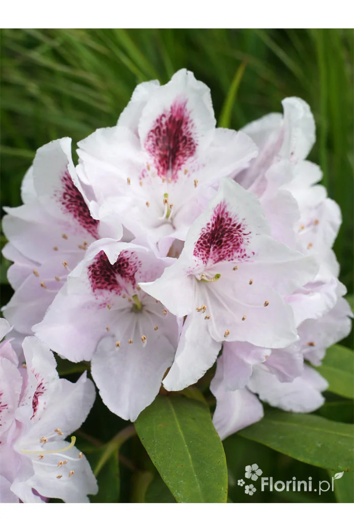 Różanecznik 'Calsap' | Rhododendron