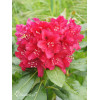 Różanecznik 'Nova Zembla' Rhododendron