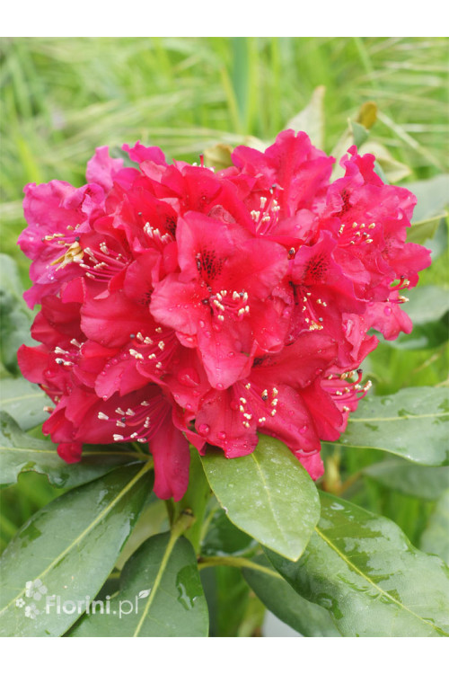 Różanecznik 'Nova Zembla' Rhododendron