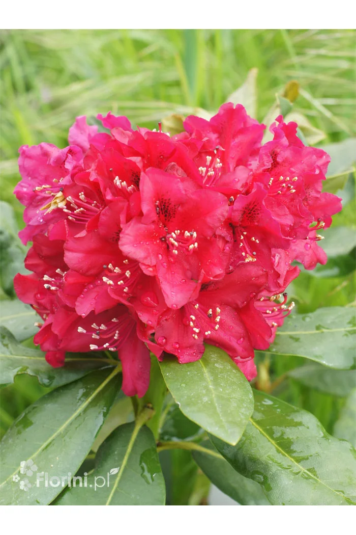 Różanecznik 'Nova Zembla' Rhododendron