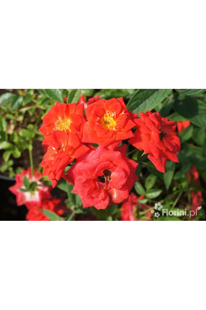 Róża 'The Fairy Red' (okrywowa) | Rosa