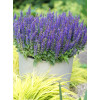 Szałwia Sensation 'Compact Deep Blue' | Salvia