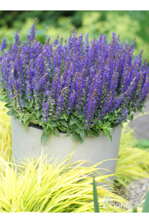 Szałwia Sensation 'Compact Deep Blue' | Salvia