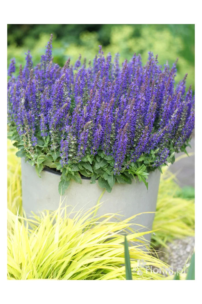 Szałwia Sensation 'Compact Deep Blue' | Salvia