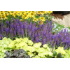Szałwia Sensation 'Compact Deep Blue' | Salvia