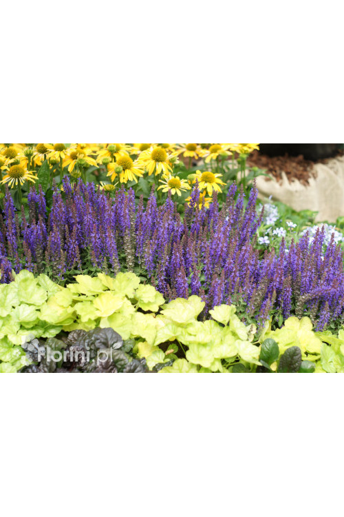 Szałwia Sensation 'Compact Deep Blue' | Salvia