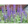 Szałwia omszona 'Blue Field' | Salvia nemorosa