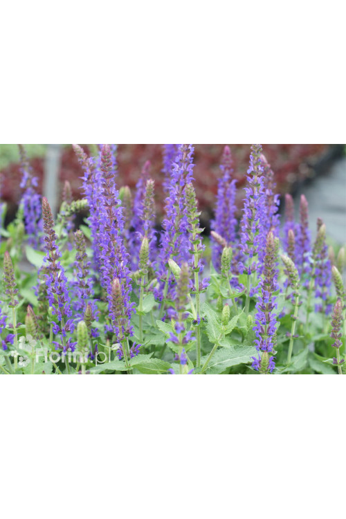 Szałwia omszona 'Blue Field' | Salvia nemorosa