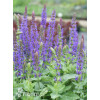Szałwia omszona 'Blue Field' | Salvia nemorosa