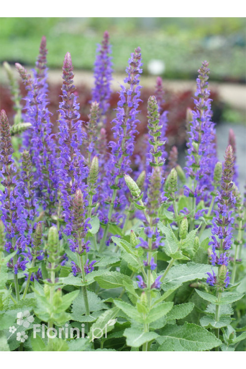 Szałwia omszona 'Blue Field' | Salvia nemorosa