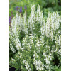 Szałwia Sensation 'Compact White' | Salvia
