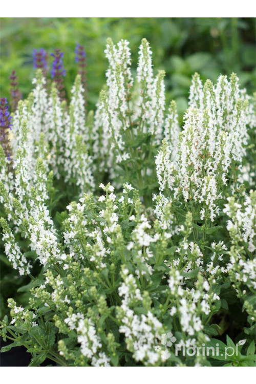 Szałwia Sensation 'Compact White' | Salvia