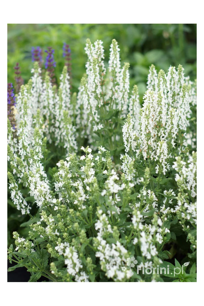 Szałwia Sensation 'Compact White' | Salvia