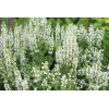Szałwia Sensation 'Compact White' | Salvia