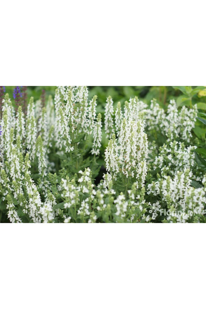 Szałwia Sensation 'Compact White' | Salvia