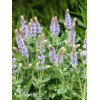 Szałwia omszona 'Salute Ice Blue' | Salvia nemorosa