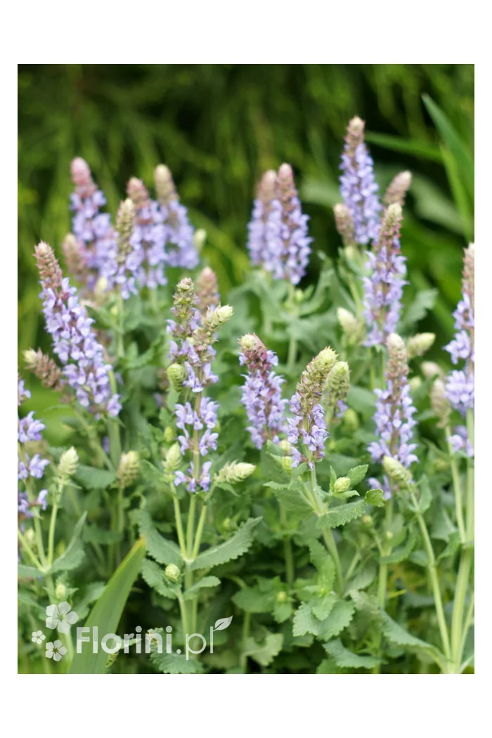 Szałwia omszona 'Salute Ice Blue' | Salvia nemorosa