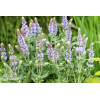 Szałwia omszona 'Salute Ice Blue' | Salvia nemorosa