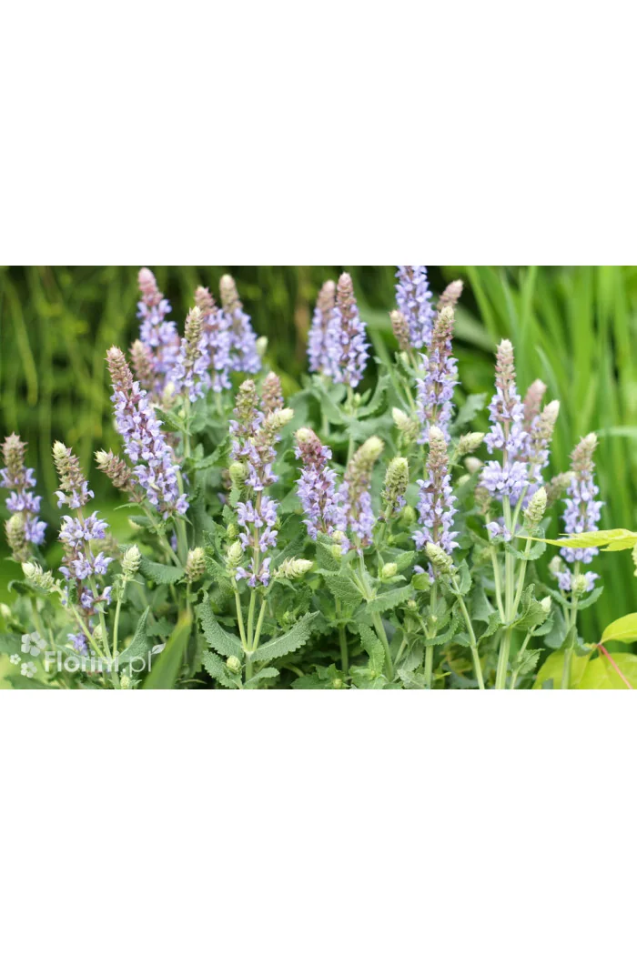 Szałwia omszona 'Salute Ice Blue' | Salvia nemorosa