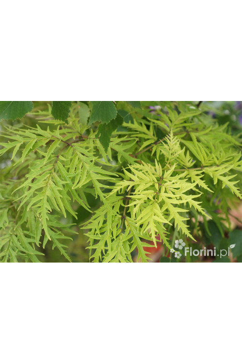 Bez koralowy 'Sutherland Gold' | Sambucus racemosa