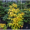 Bez koralowy 'Sutherland Gold' | Sambucus racemosa