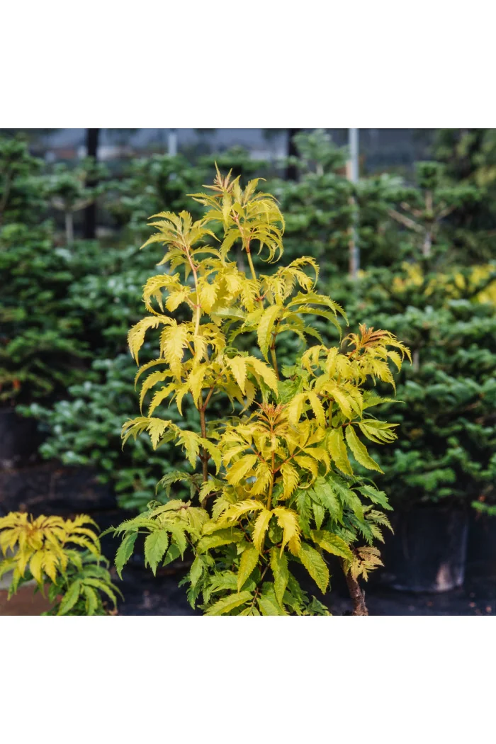 Bez koralowy 'Sutherland Gold' | Sambucus racemosa