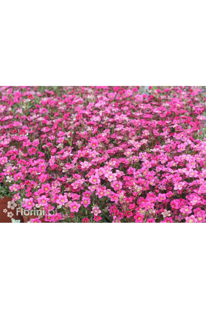 Skalnica Arendsa 'Alpino Early Carnival' | Saxifraga x arendsii