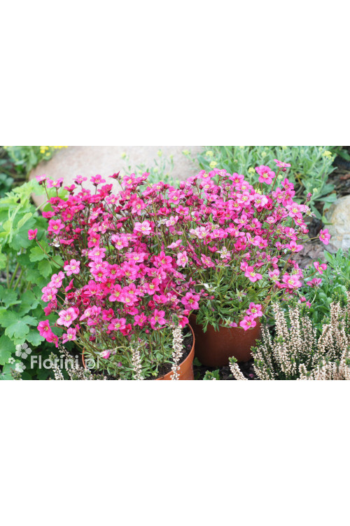 Skalnica Arendsa 'Alpino Early Carnival' | Saxifraga x arendsii