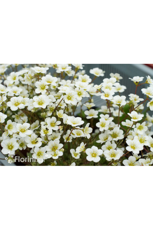 Skalnica arendsa 'Limerock' | Saxifraga