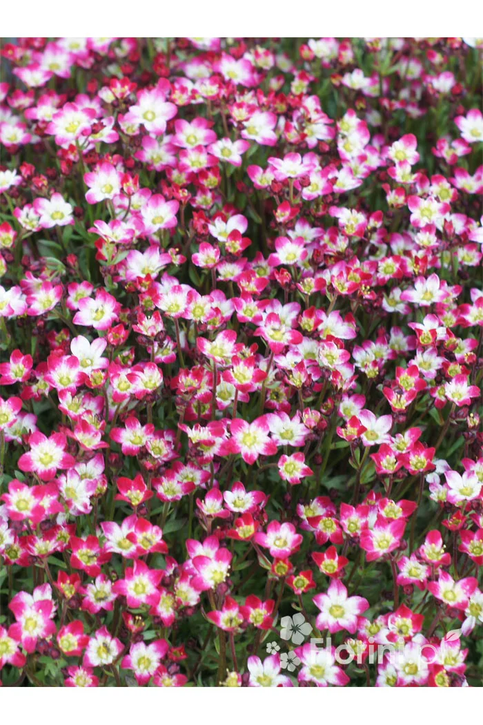 Skalnica arendsa 'Marco Picotee Red' | Saxifraga x arendsii