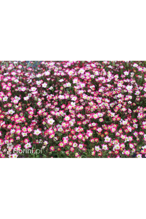 Skalnica arendsa 'Marco Picotee Red' | Saxifraga x arendsii