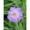Driakiew 'Mariposa Blue' | Scabiosa columbaria