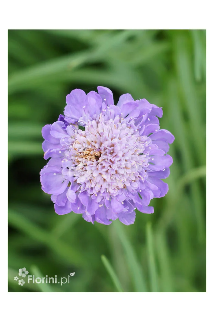 Driakiew 'Mariposa Blue' | Scabiosa columbaria