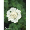 Driakiew 'Perfecta Alba' | Scabiosa