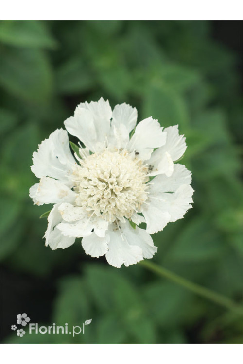 Driakiew 'Perfecta Alba' | Scabiosa