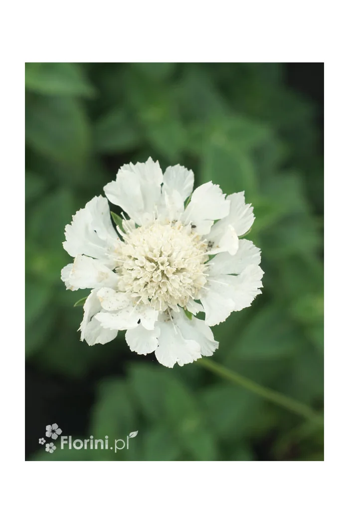 Driakiew 'Perfecta Alba' | Scabiosa