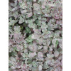 Rozchodnik 'Sunsparkler Plum Dazzled' | Sedum