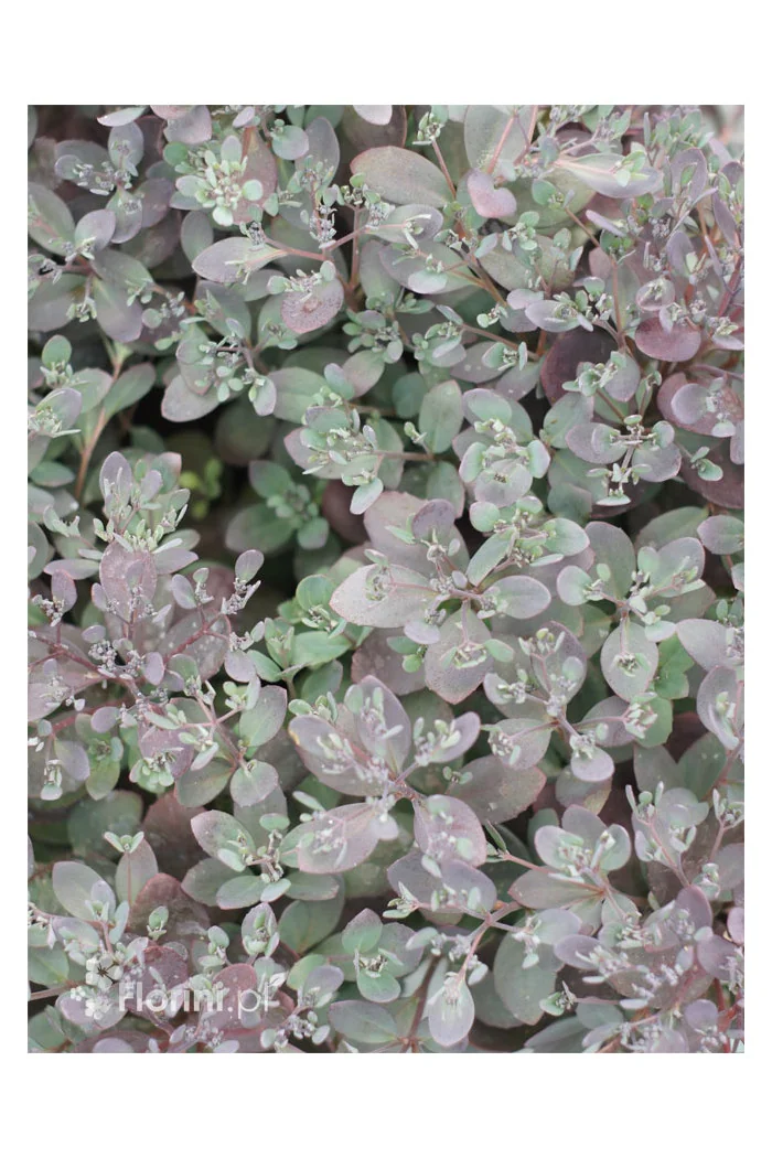Rozchodnik 'Sunsparkler Plum Dazzled' | Sedum