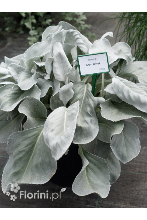 Starzec 'Angel Wings' | Senecio candicans