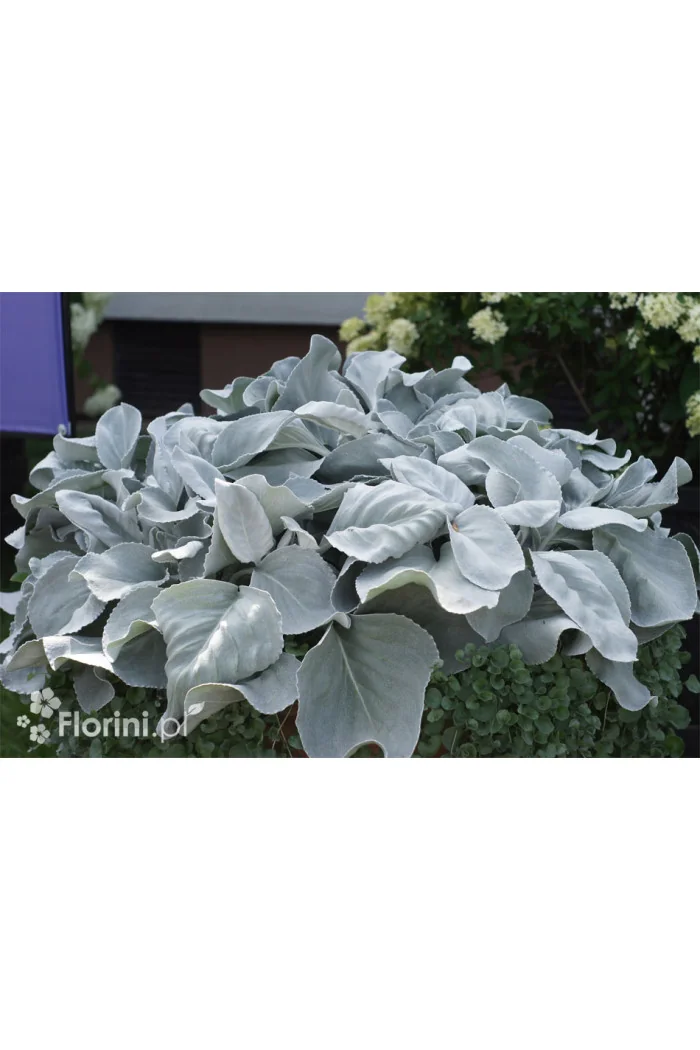 Starzec 'Angel Wings' | Senecio candicans