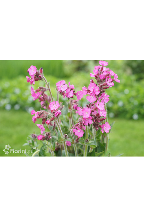 Lepnica 'Rollies Favorite' | Silene x robotii