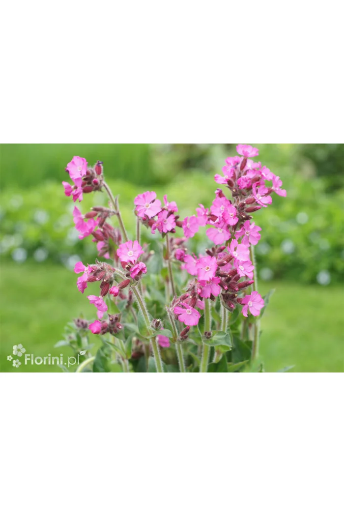 Lepnica 'Rollies Favorite' | Silene x robotii