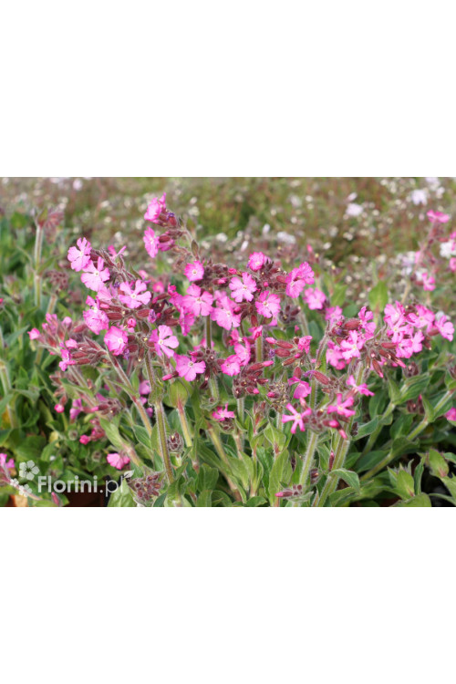 Lepnica 'Rollies Favorite' | Silene x robotii