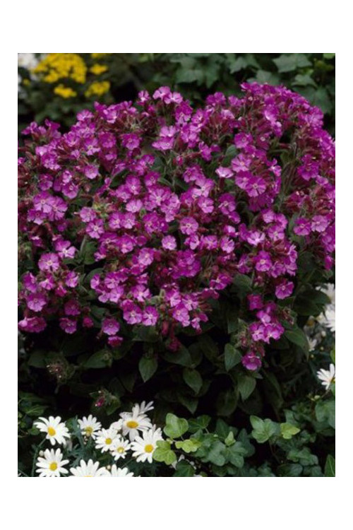 Lepnica 'Rollies Favorite' | Silene x robotii