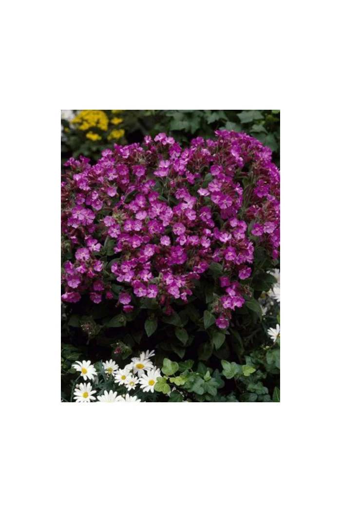 Lepnica 'Rollies Favorite' | Silene x robotii