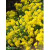 Smagliczka skalna 'Summit' | Aurinia saxatilis