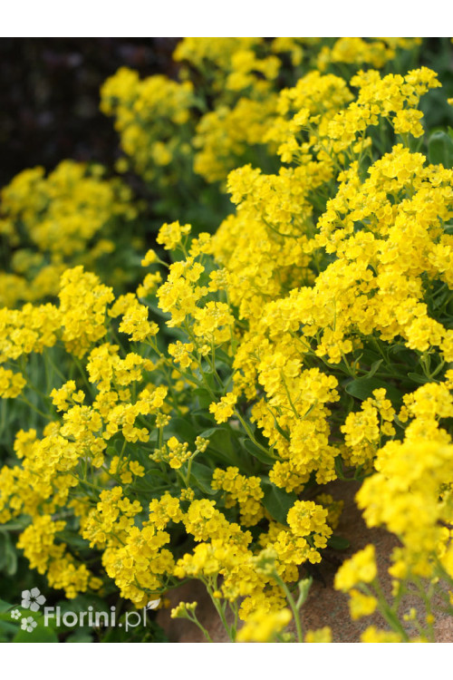 Smagliczka skalna 'Summit' | Aurinia saxatilis